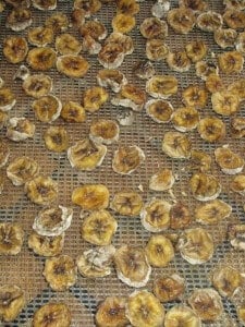 IMG_1902 Dried Bananas in Dehydrator