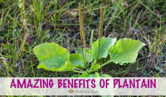 Plantain Benefits: Tap into the Amazing Power of Plants!
